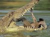 24640_5671c1222f7bf gator eats koala.jpg