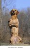 standing dog.jpg