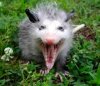 opossum.jpg