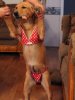 Bikini Dog part two.jpg