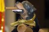 triumph the insult dog.jpg