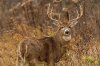 Miller-Before-Rut-lead-1200x800.jpg Miller-Before-Rut-lead-1200x800.jpg