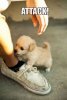 puppy-attack.jpg
