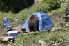 bear in tent.jpg bear in tent.jpg