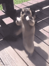 marmot-ai-dance.gif