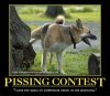 pissing contest.jpg