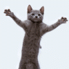 dancing-cat.gif