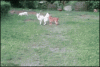 funny-dog-jumping-hedge-gif.gif