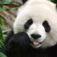 pandabear