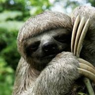 SlyPokerSloth