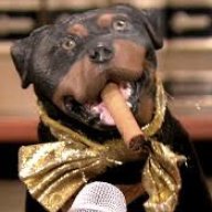 SlyComedianDog