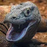 SlyPokerKomodoDragon