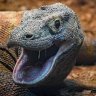 SlyPokerKomodoDragon