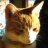 NJQuestCat