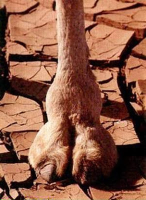 Camel-Toe.jpg