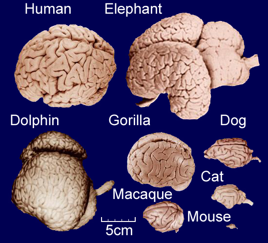masterbrain_2.png