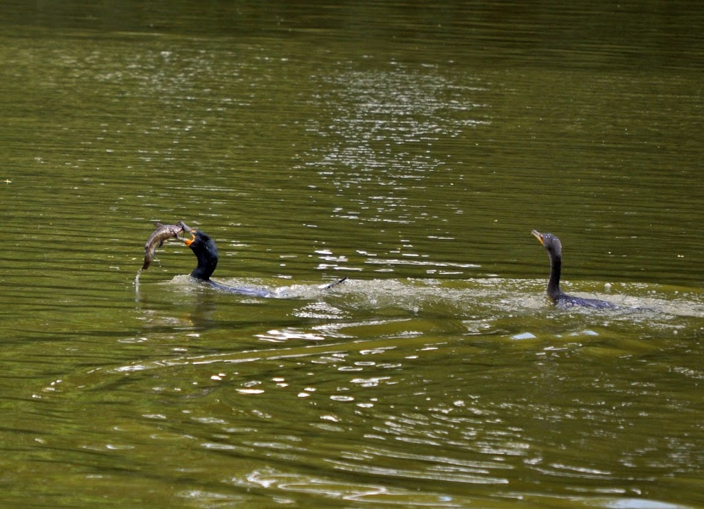 DSC_2883.JPG