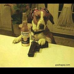 a96fe570e6698237c2d9c7ba47217dba--a-dog-guns.jpg