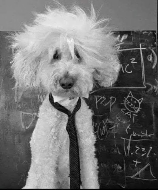 albert-einstein-dog-wow.jpg