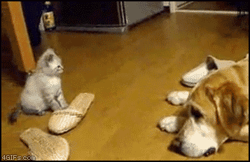 cute-cat1.gif