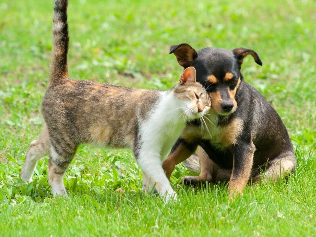 liver-failure-in-dogs-and-cats-1.jpg