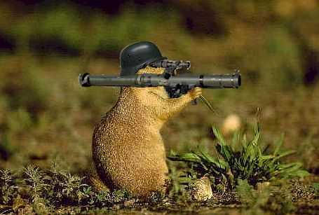 woodchuck.jpg
