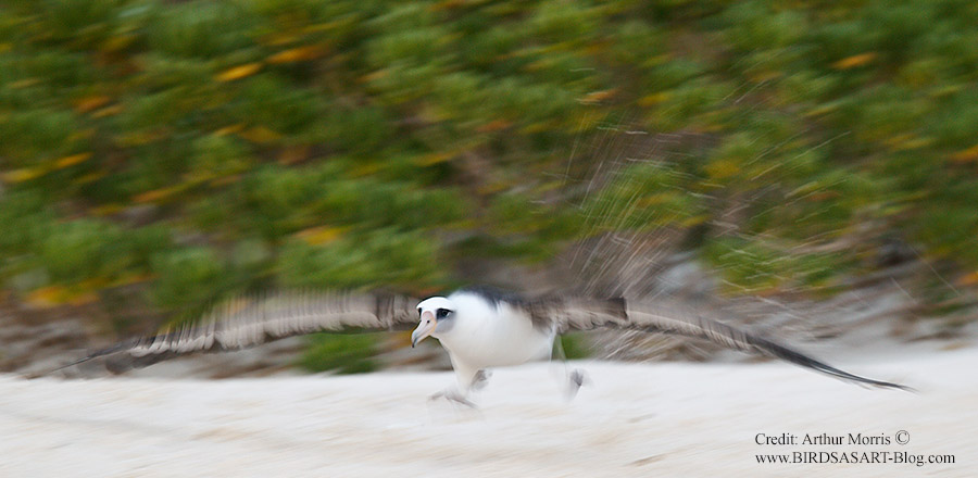 Laysan-Albatross-running-take-off.jpg