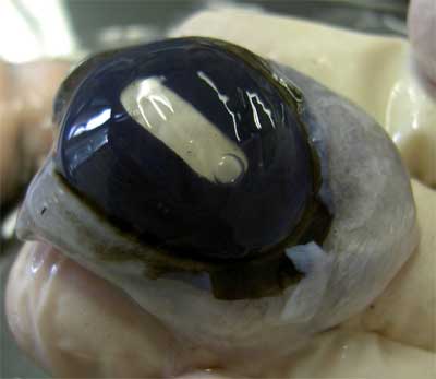 cow-eyeball.jpg