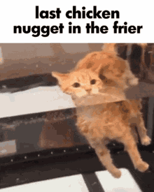 cat-chicken-nugget.gif