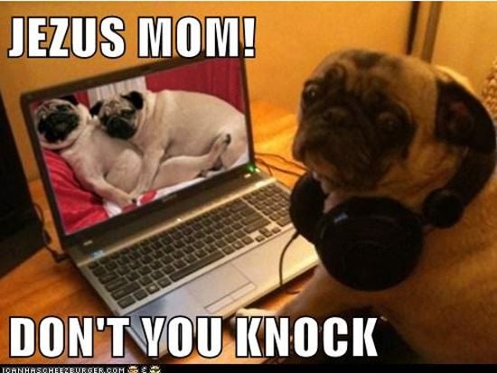 funny-dog-computer-7.jpg