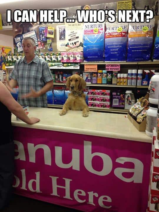 funny-dog-shop-helping-owner-1.jpg