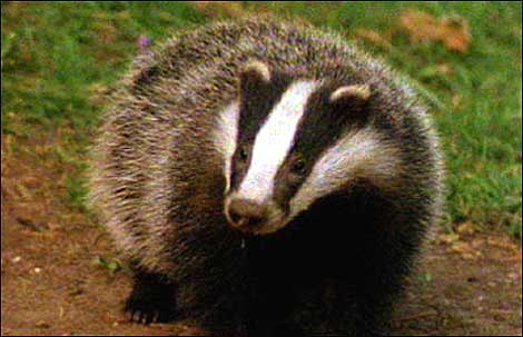 badger_close470_470x303.jpg