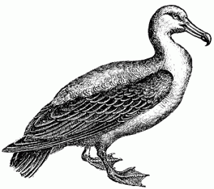 albatross_1_md-300x265.gif