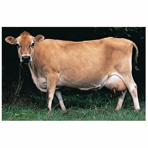 jersey-cow-500x500.jpg