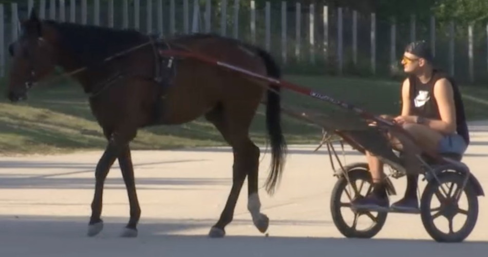 06a3b33d-nikola-jokic-horse.jpg