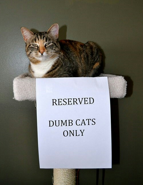 Reserved.-Dumb-cats-only..jpg