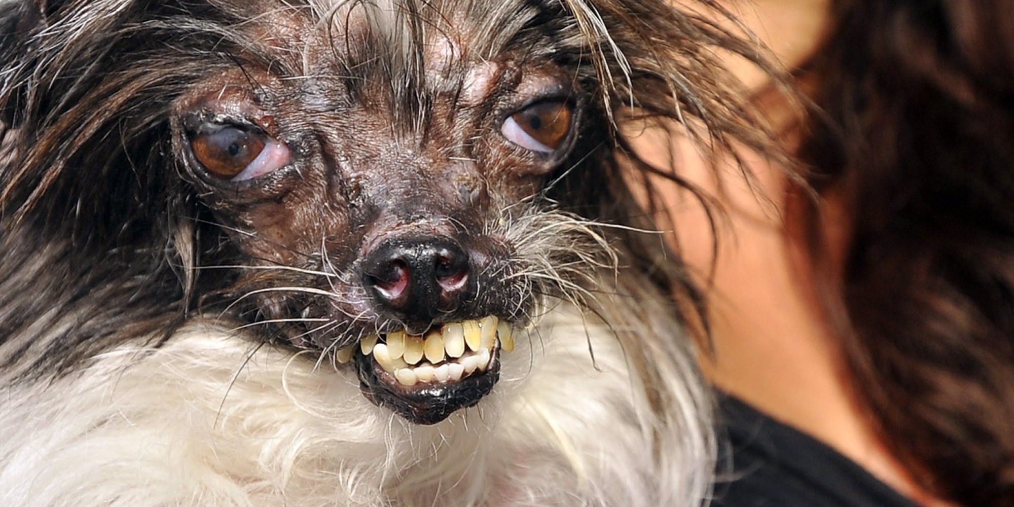 o-UGLIEST-DOG-facebook.jpg