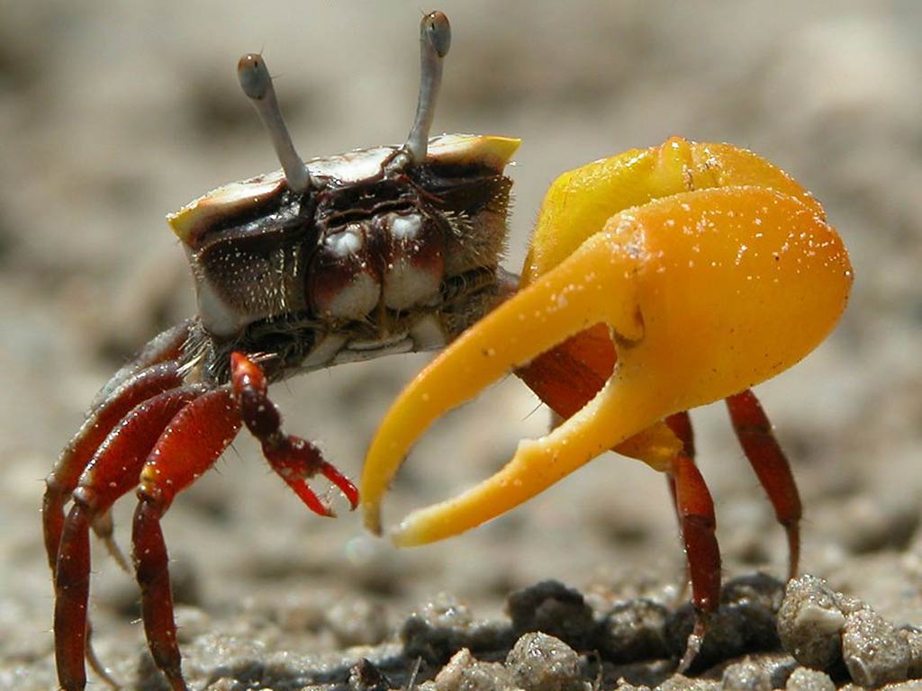 fiddler-crab-wallpaper-1.jpg