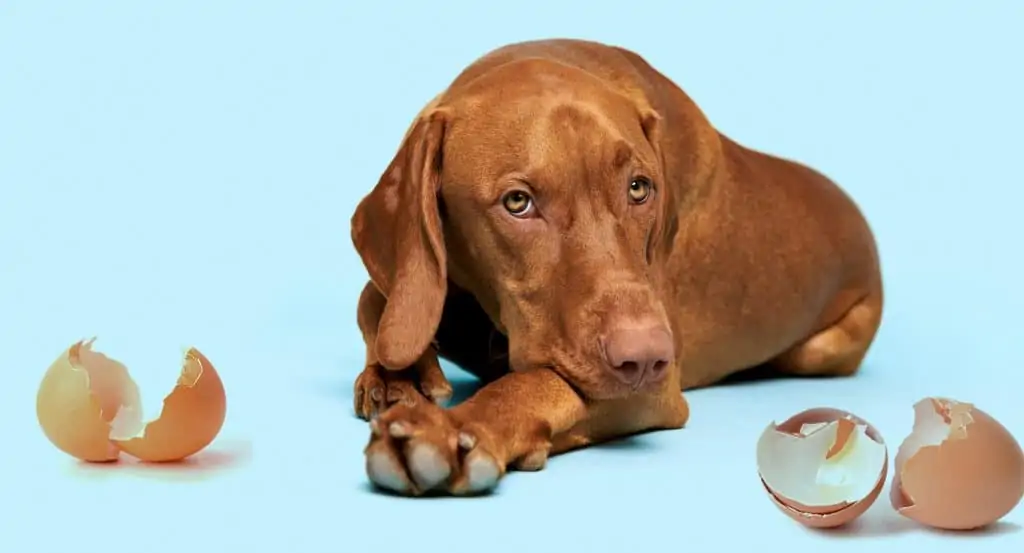 Can-Dogs-Eat-Egg-Shells-2-1024x553.webp