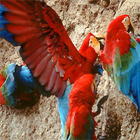 manu-macaw-200.jpg
