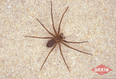 brown-recluse-castner_488x332.jpg