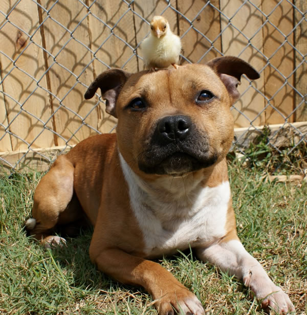 pit-bull-chick.jpg