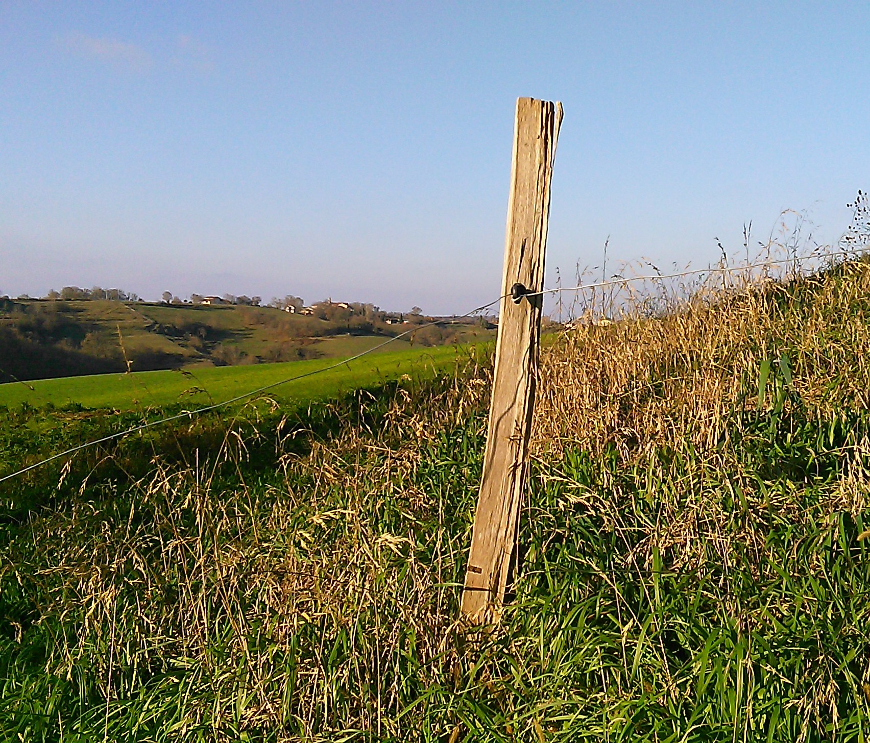 acacia-fence-post.jpg
