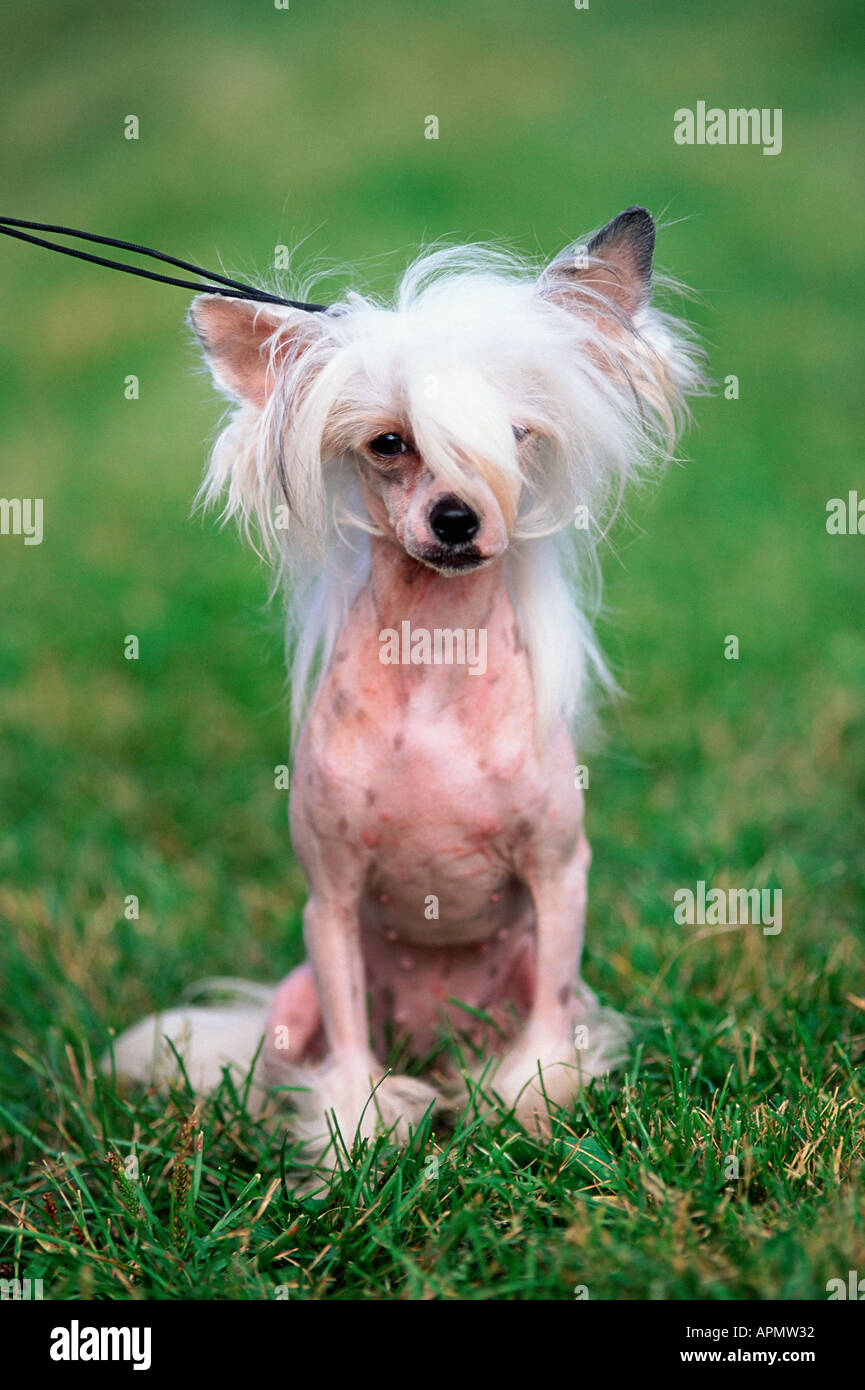 bald-dog-in-park-APMW32.jpg