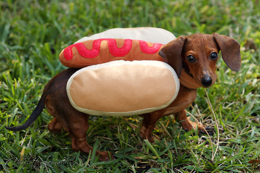 greta-dressed-in-her-weiner-dog-costume.jpg