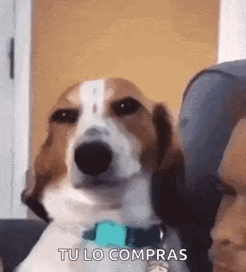tenor.gif