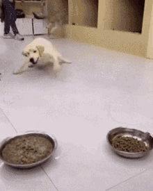 dog.gif
