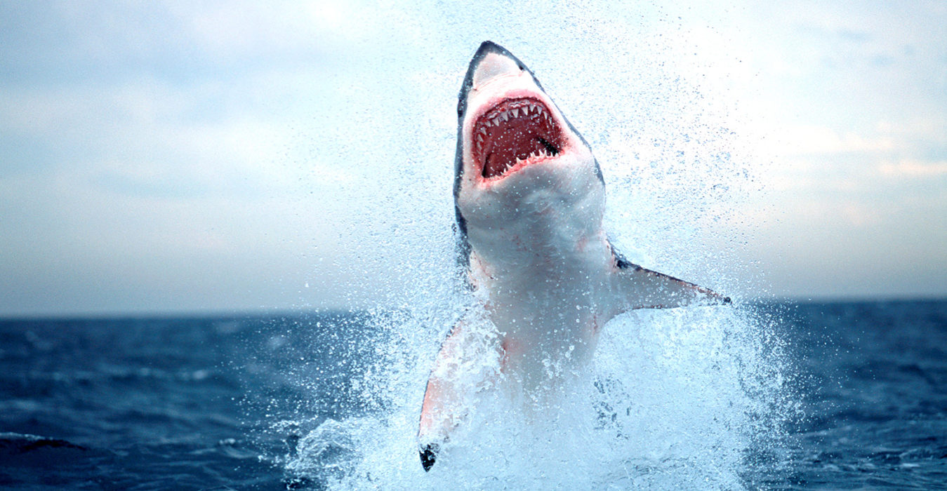 great-white-shark-1349x700.jpg