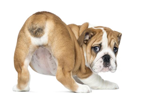 dog-scooting.jpg