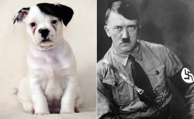 patch-hitler-dog3.jpg